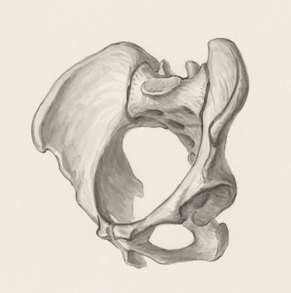 J Wetselaar-Whittaker, Pelvis bones