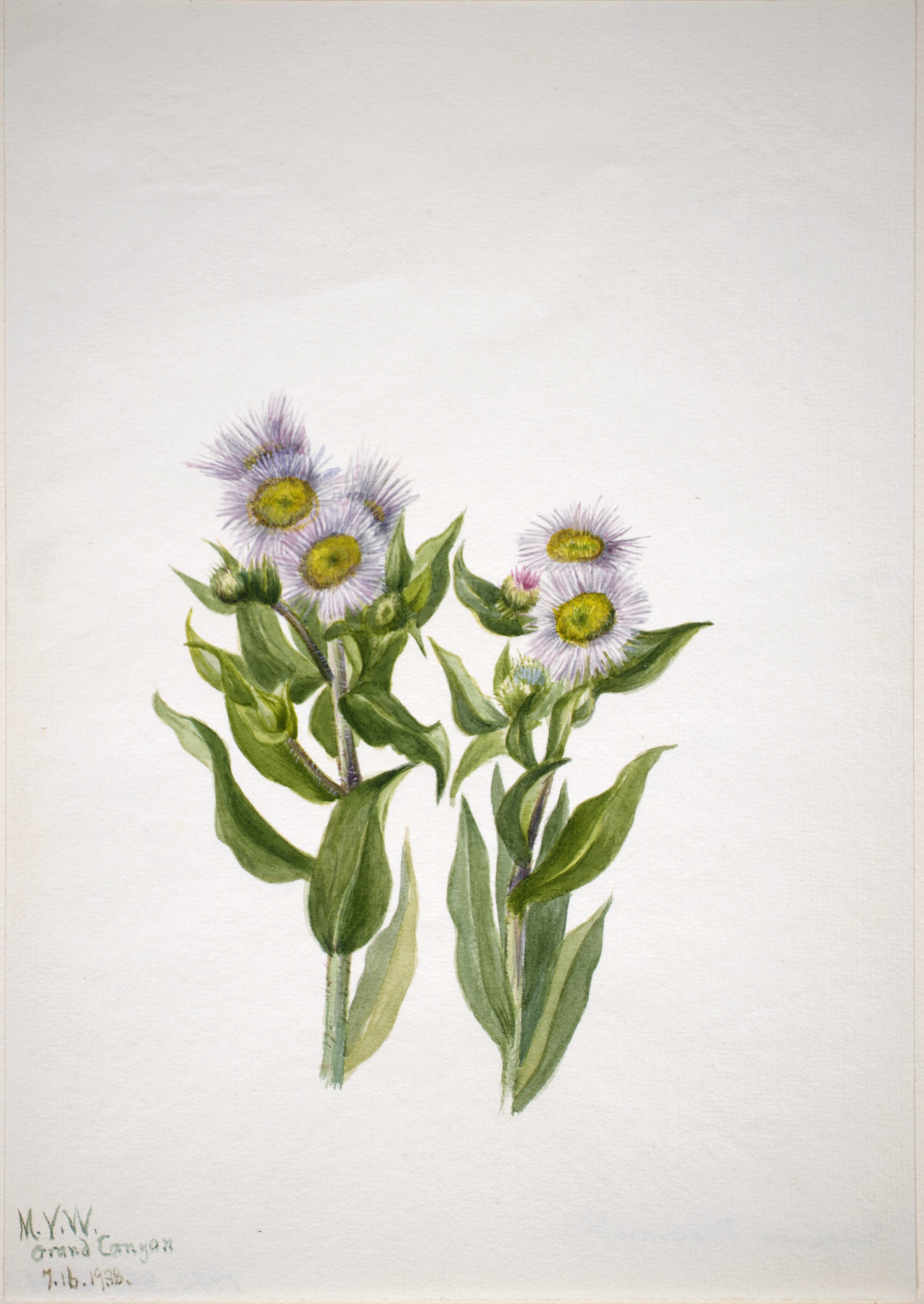 Mary Vaux Walcott, Fleabane (Erigeron macranthus)