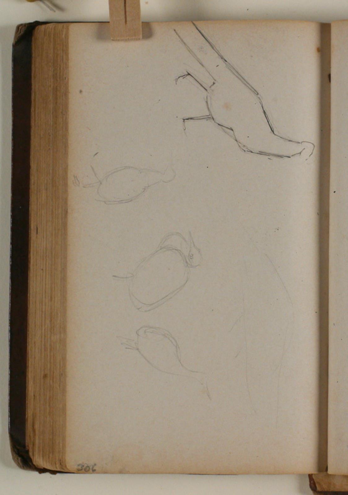 Niels Larsen Stevns, Studier af fasaner
