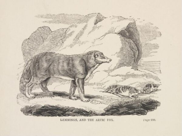 Unknown, Lemmings, and the Arctic Fox