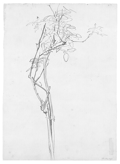 John Singer Sargent, Rose Branch, Study for "Carnation, Lily, Lily, Rose"