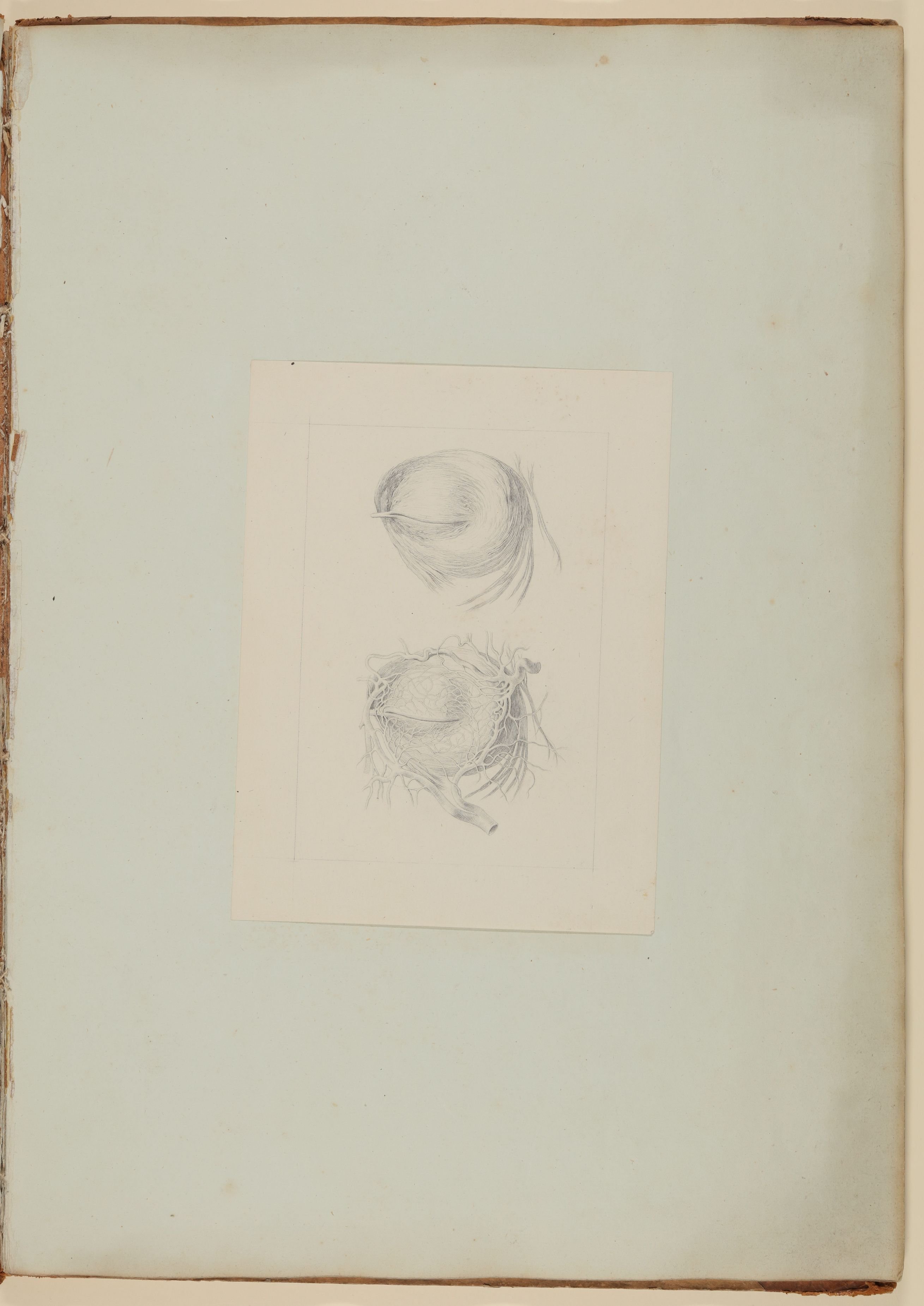 Christian Koeck, Muskel und Venen der Augenlider [Vorzeichnung zu Samuel Thomas Soemmerring, Abbildungen des menschlichen Auges, Frankfurt am Main 1801, Tafel II ("schattierte" Darstellung), Fig. 1 und Fig. 4]