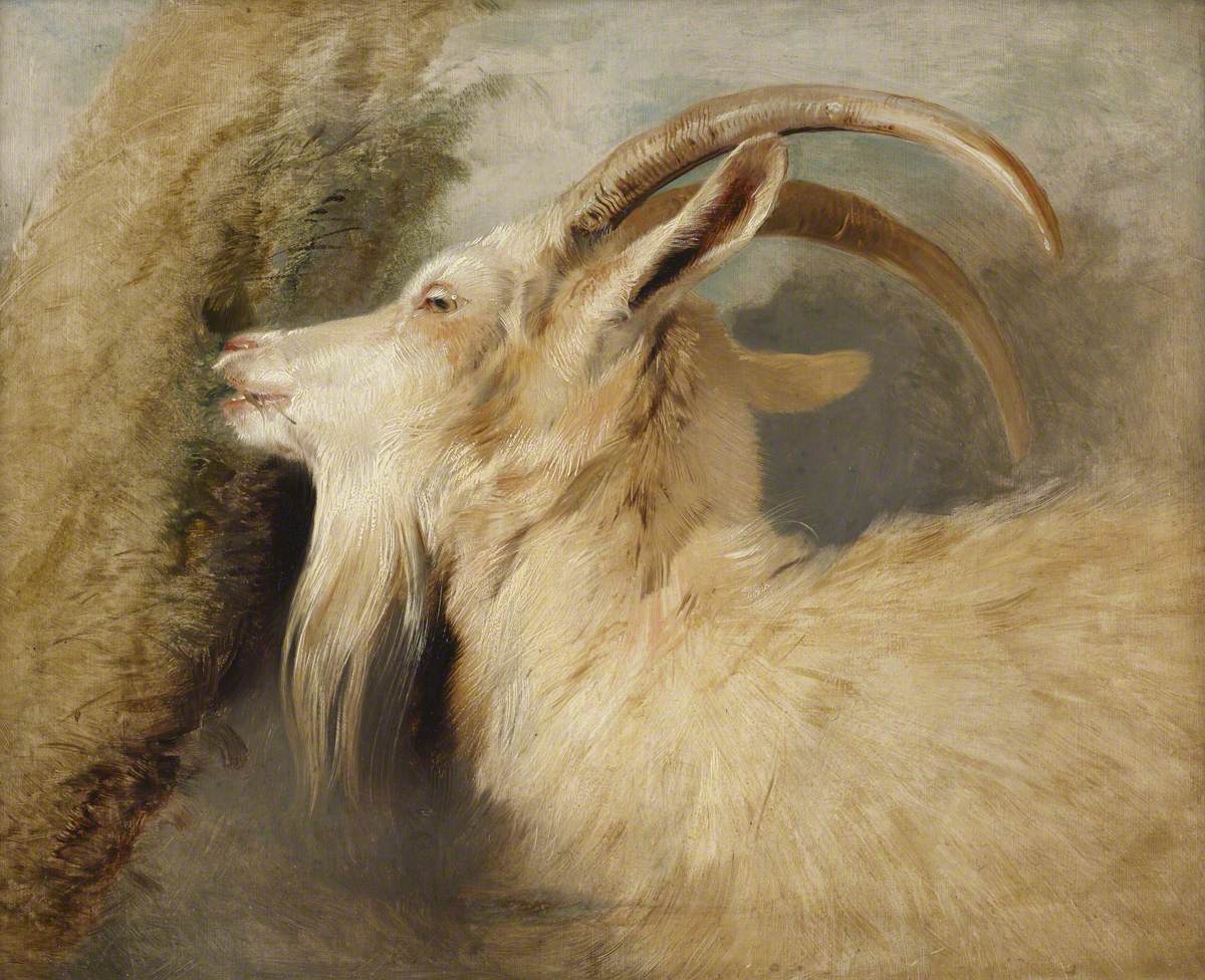 Edwin Landseer, Head of a Goat