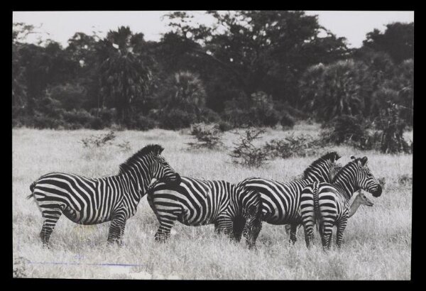 Hinde, John Wilfrid, Zebras with Gazelle