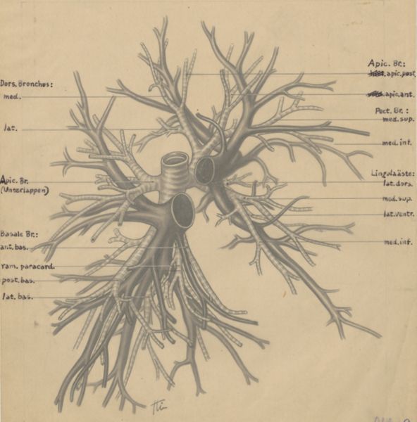 J Tinkelenberg, Bronchi