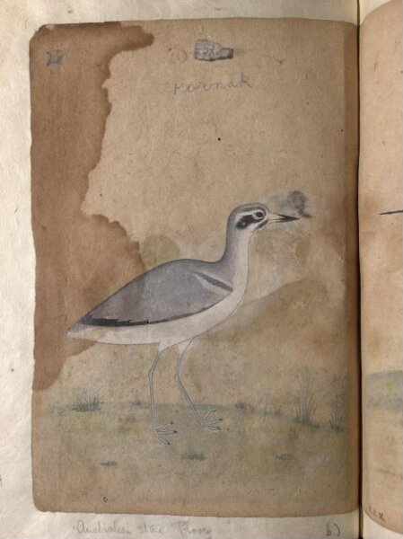 Unknown, Depictions of a Mallard and Australian black-fronted plover of Northern India