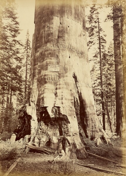 Carleton Watkins, [Mother of the Forest, 221 feet high]