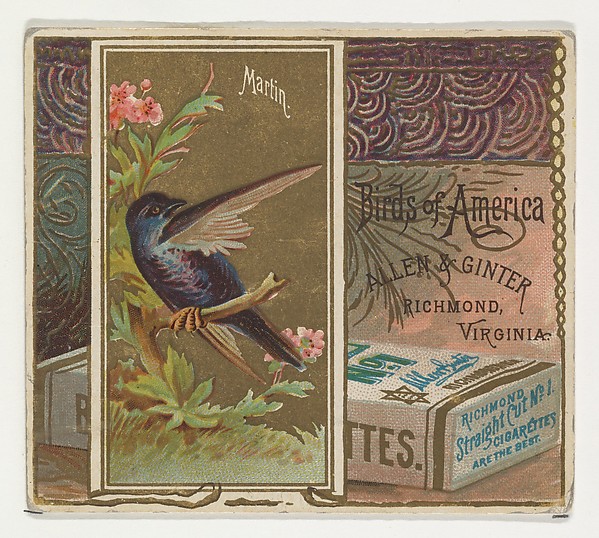Allen & Ginter, Martin, from the Birds of America series (N37) for Allen & Ginter Cigarettes