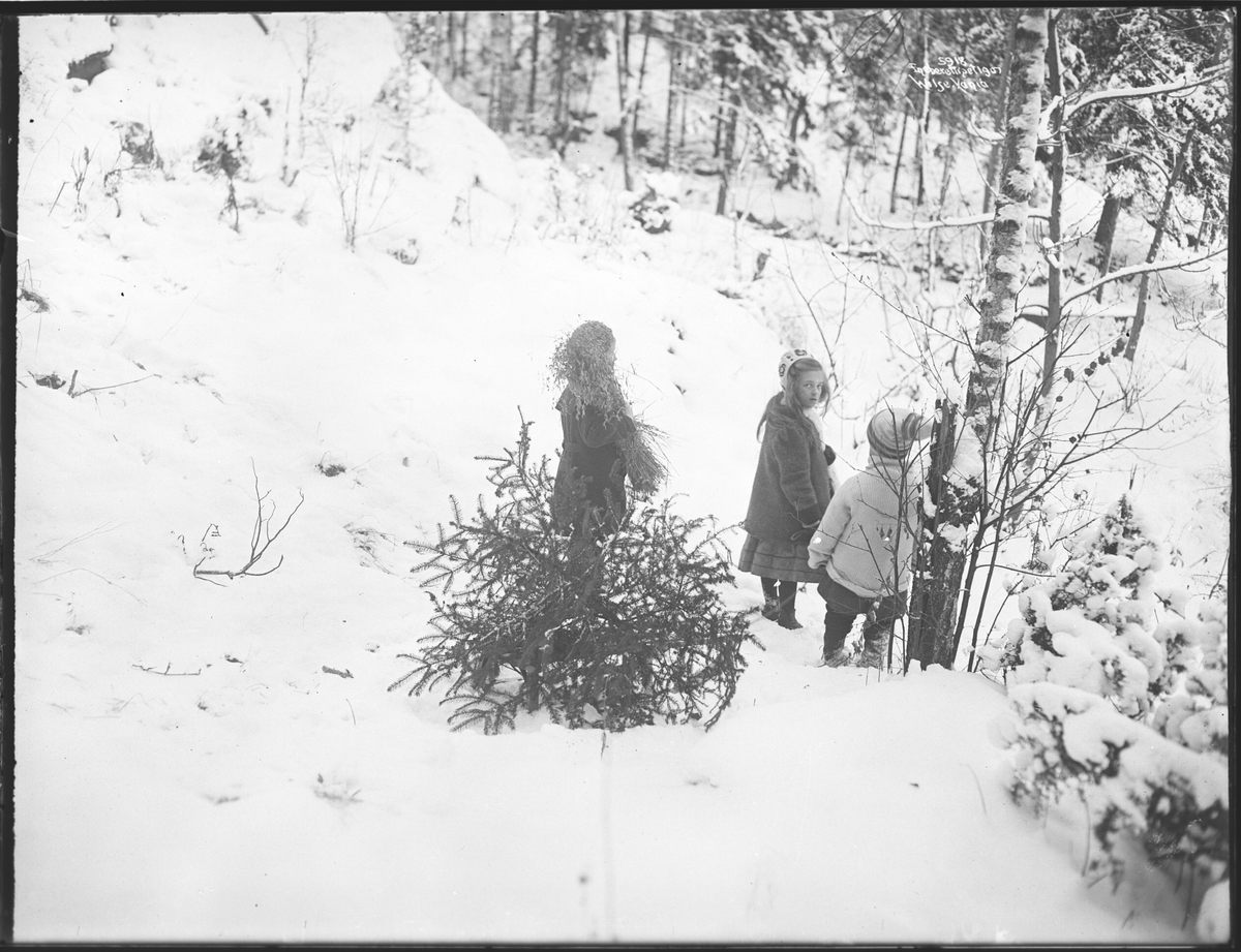 Anders Beer Wilse, Prot: Juletreet hentes paa kjelken 1906