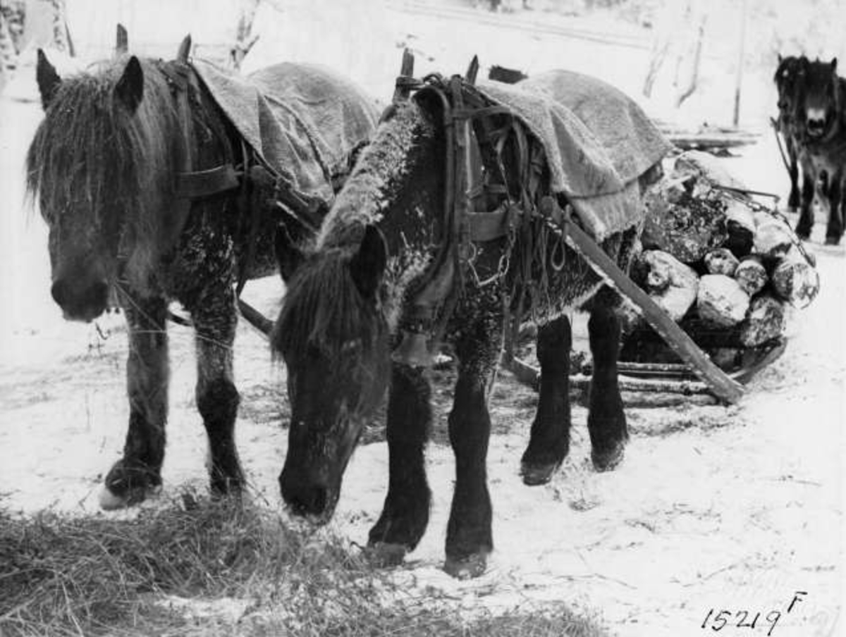 Anders Beer Wilse, Hest drar lass med tømmer i skogen.
