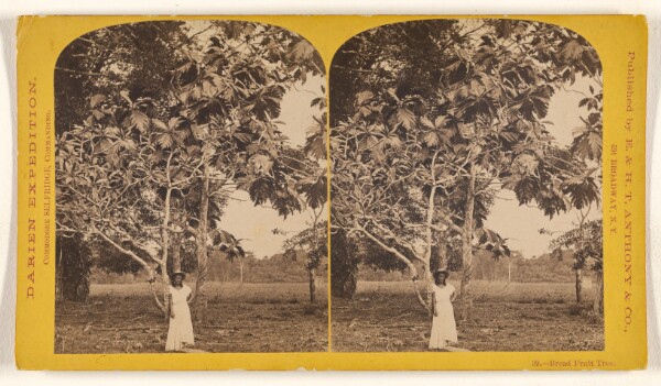 Timothy H. O'Sullivan, Bread Fruit Tree.