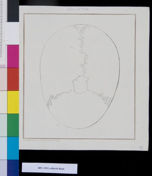 M Houtman, Skull, view from above