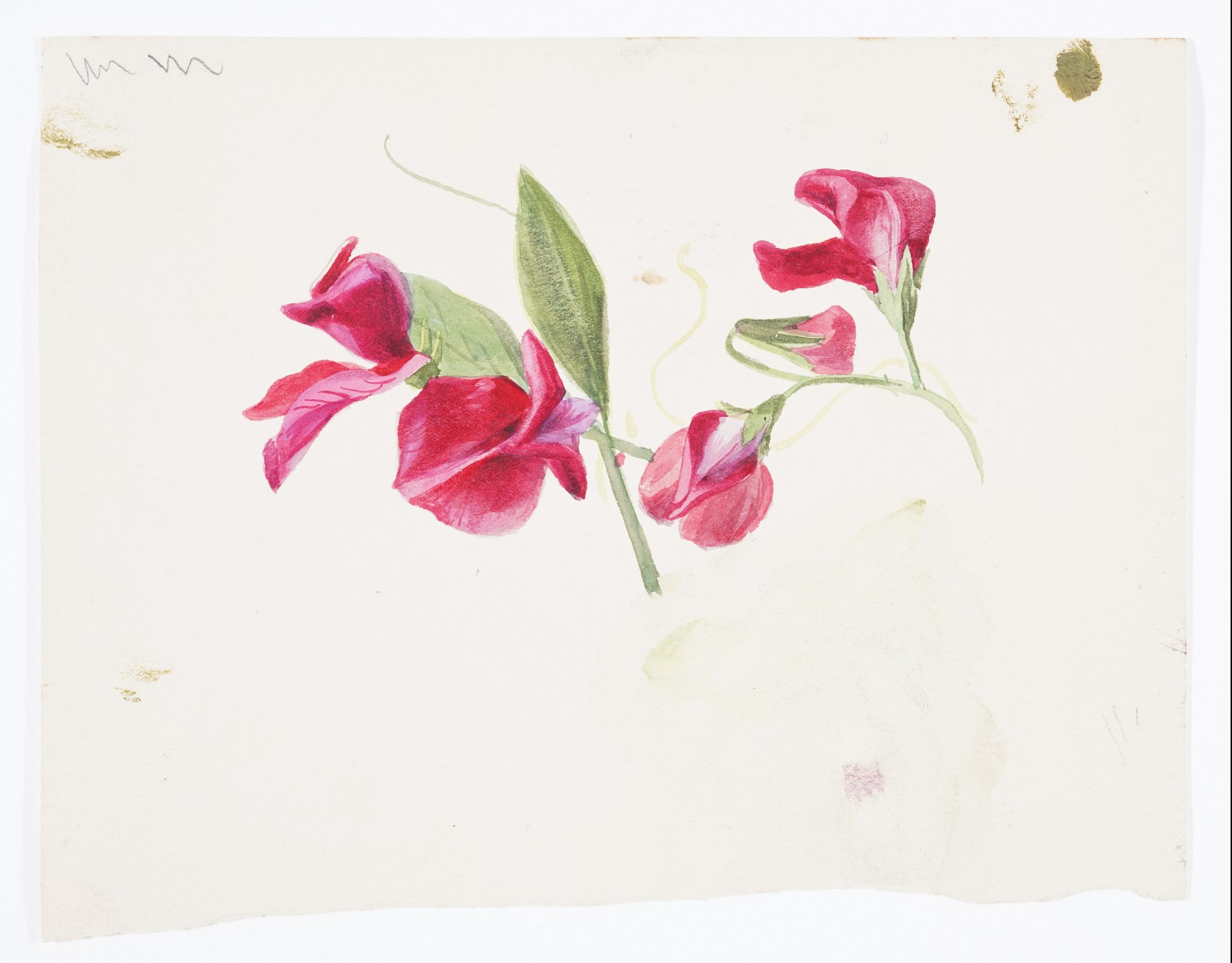 Alwine Schroedter, Studienblatt mit roten Blüten