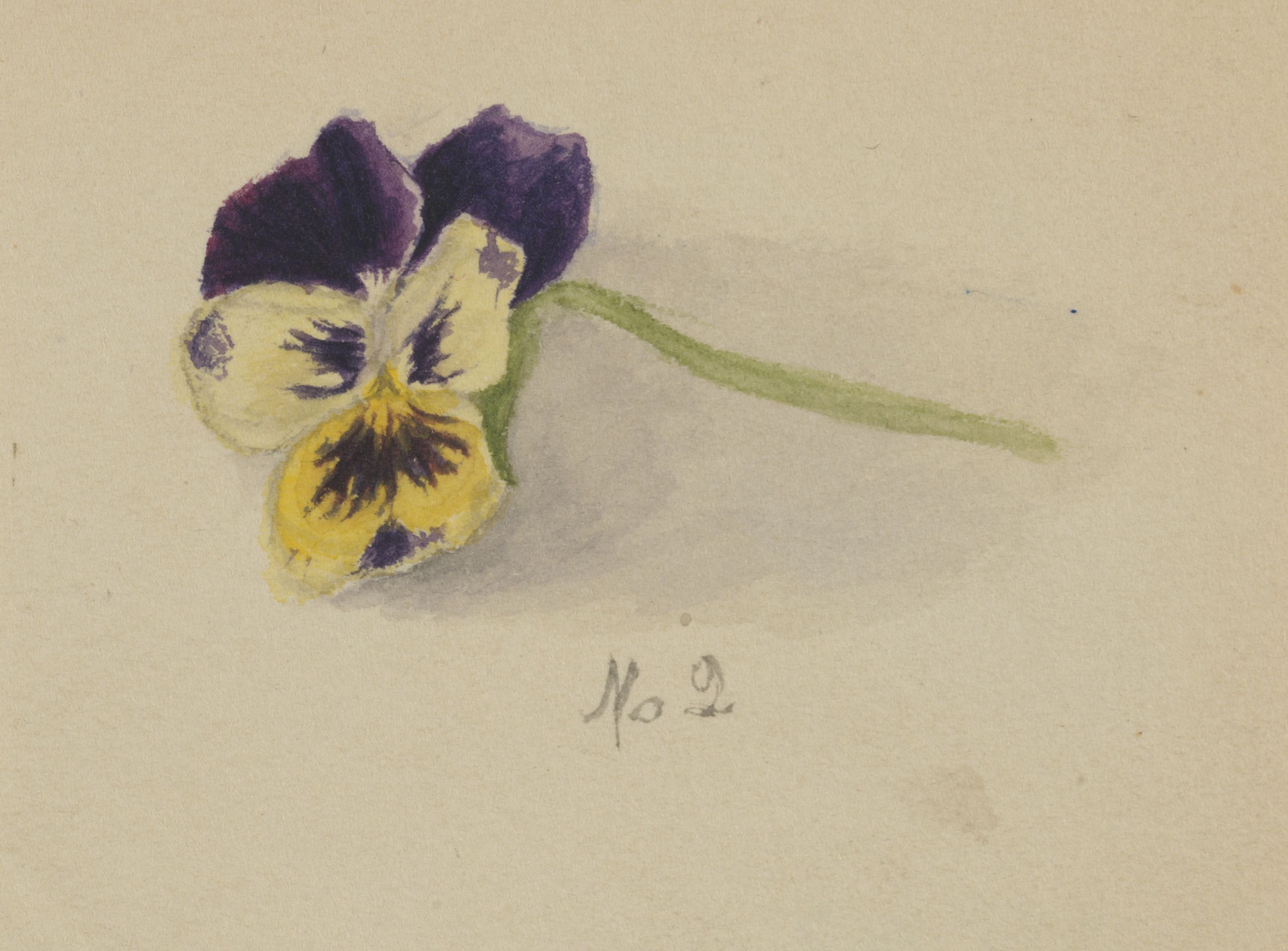 Mary Vaux Walcott, Untitled (Pansy)