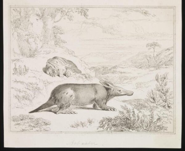 Unknown, Print