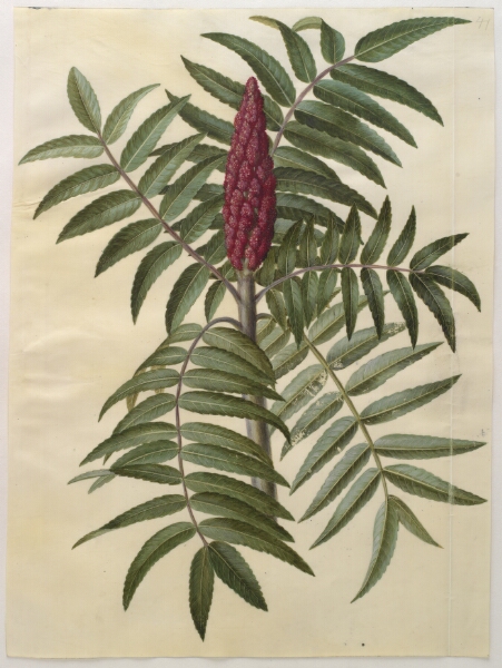 Hans Simon Holtzbecker, Rhus typhina (hjortetaktræ)