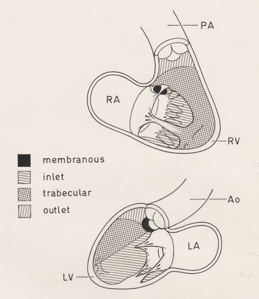 J Wetselaar-Whittaker, Schematic representation of the cardiovascular system