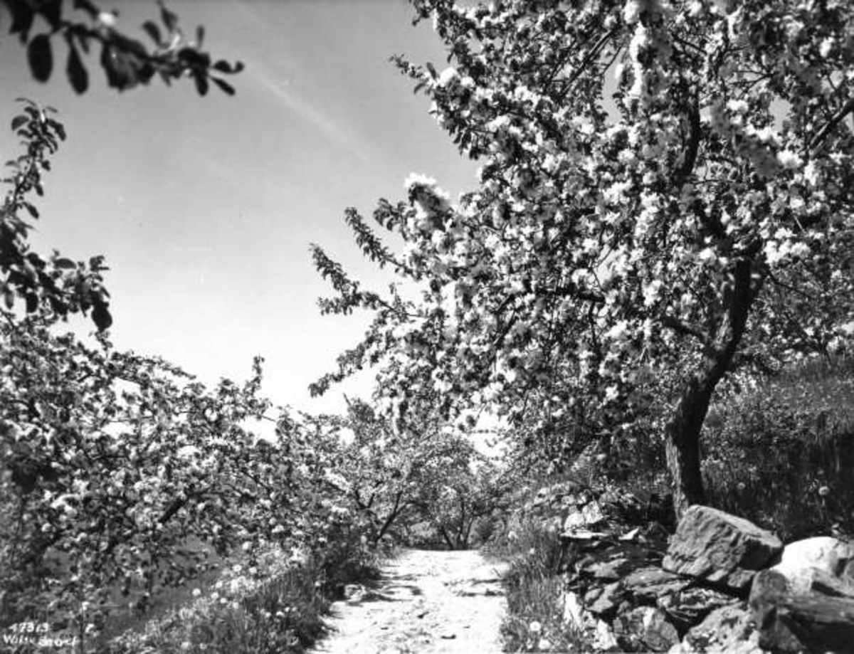 Anders Beer Wilse, -5964