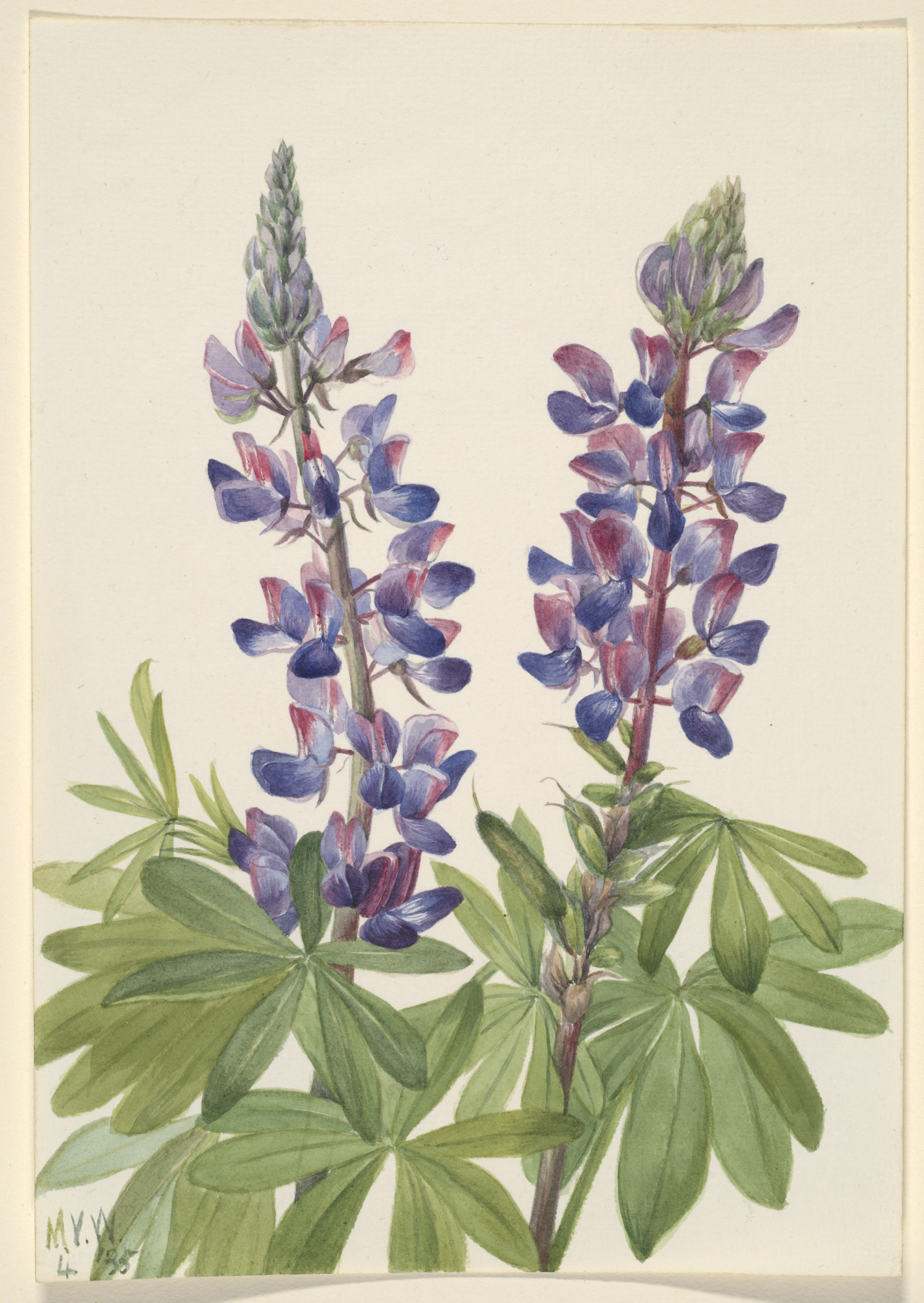 Mary Vaux Walcott, Lupine (Lupinus fornosus)