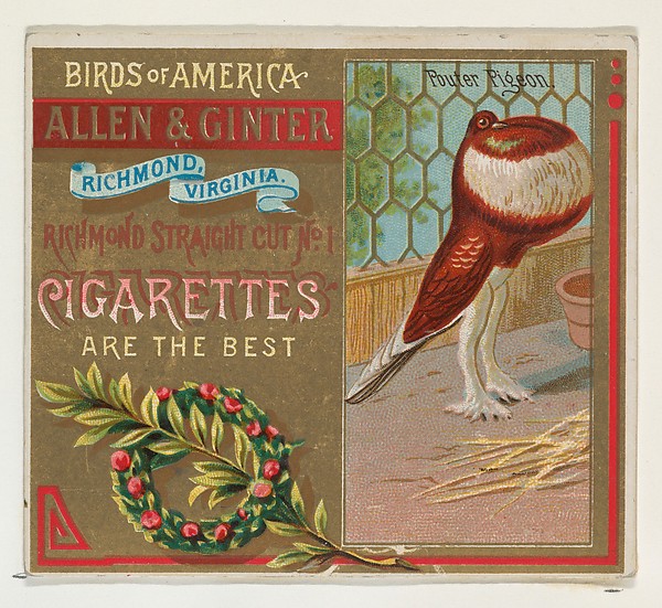 Allen & Ginter, Pouter Pigeon, from the Birds of America series (N37) for Allen & Ginter Cigarettes