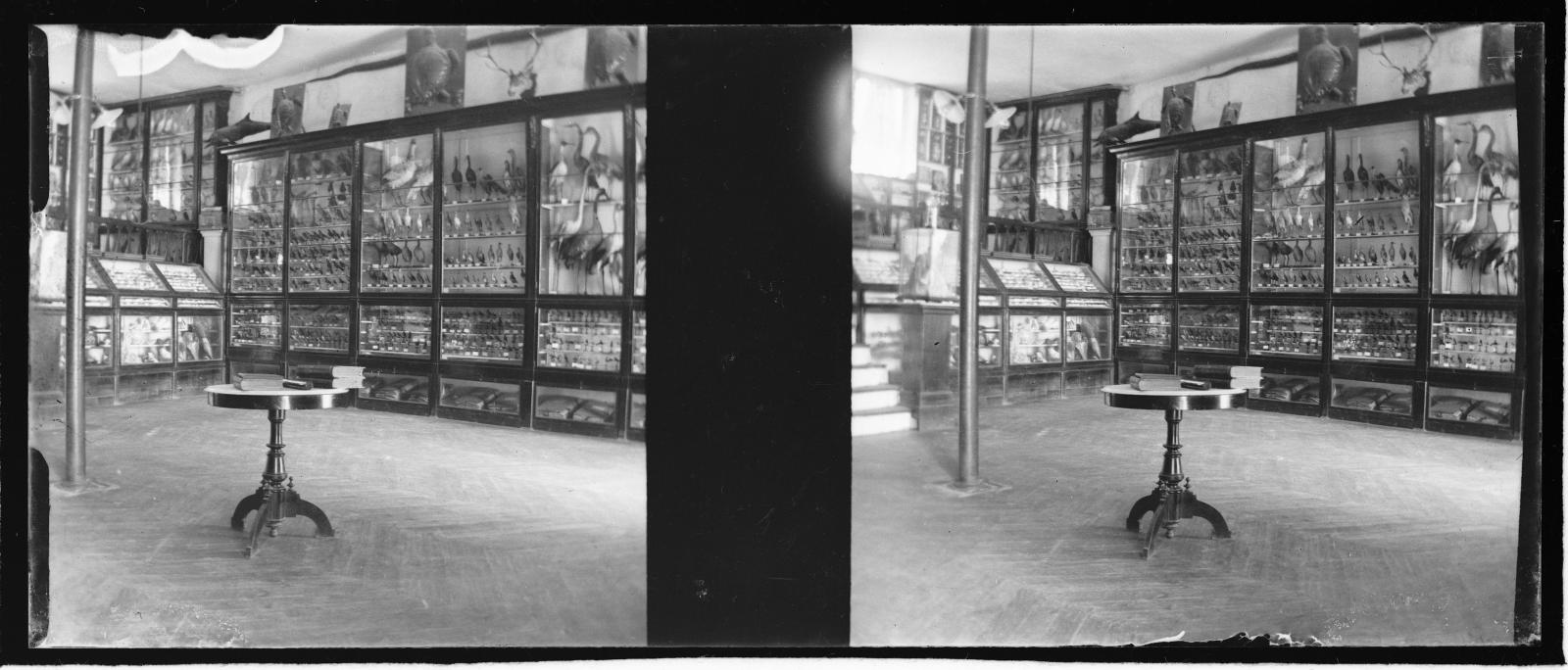 Desconegut, Room with animals dried in Mataró