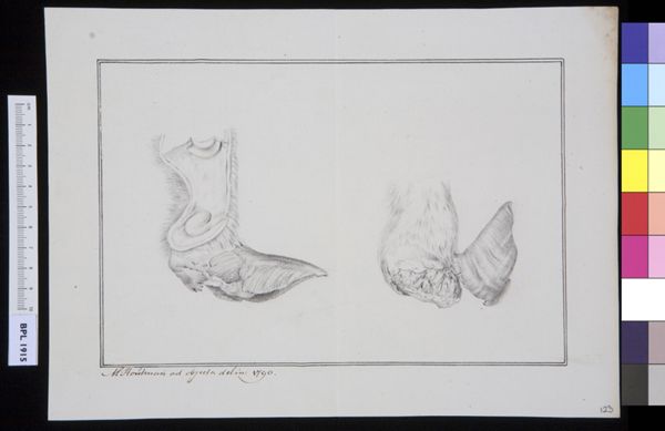 M Houtman, Unidentified subject: bovine feet