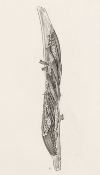 J Tinkelenberg, Muscular tissue