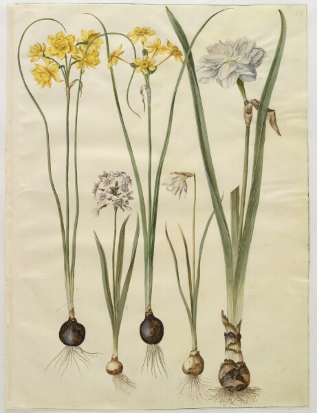Hans Simon Holtzbecker, Narcissus jonquilla (siv-narcis); Narcissus tazetta (tazet); Narcissus pseudonarcissus moschatus (moskus-narcis); Narcissus poeticus (pinselilje)