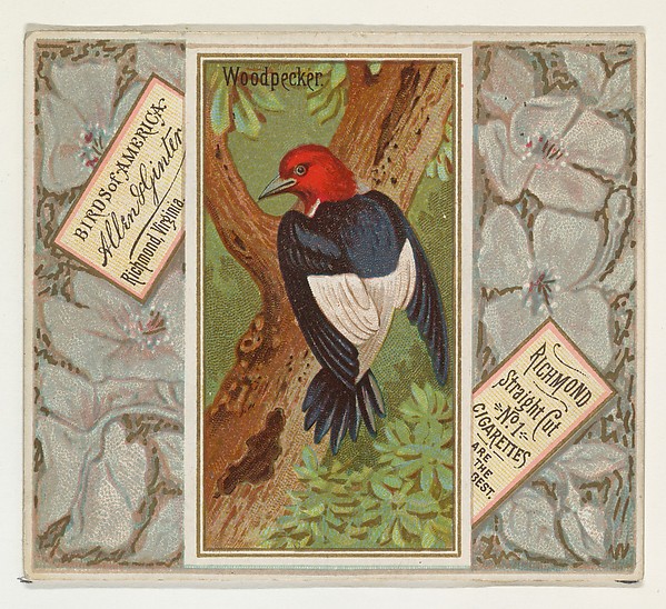 Allen & Ginter, Woodpecker, from the Birds of America series (N37) for Allen & Ginter Cigarettes