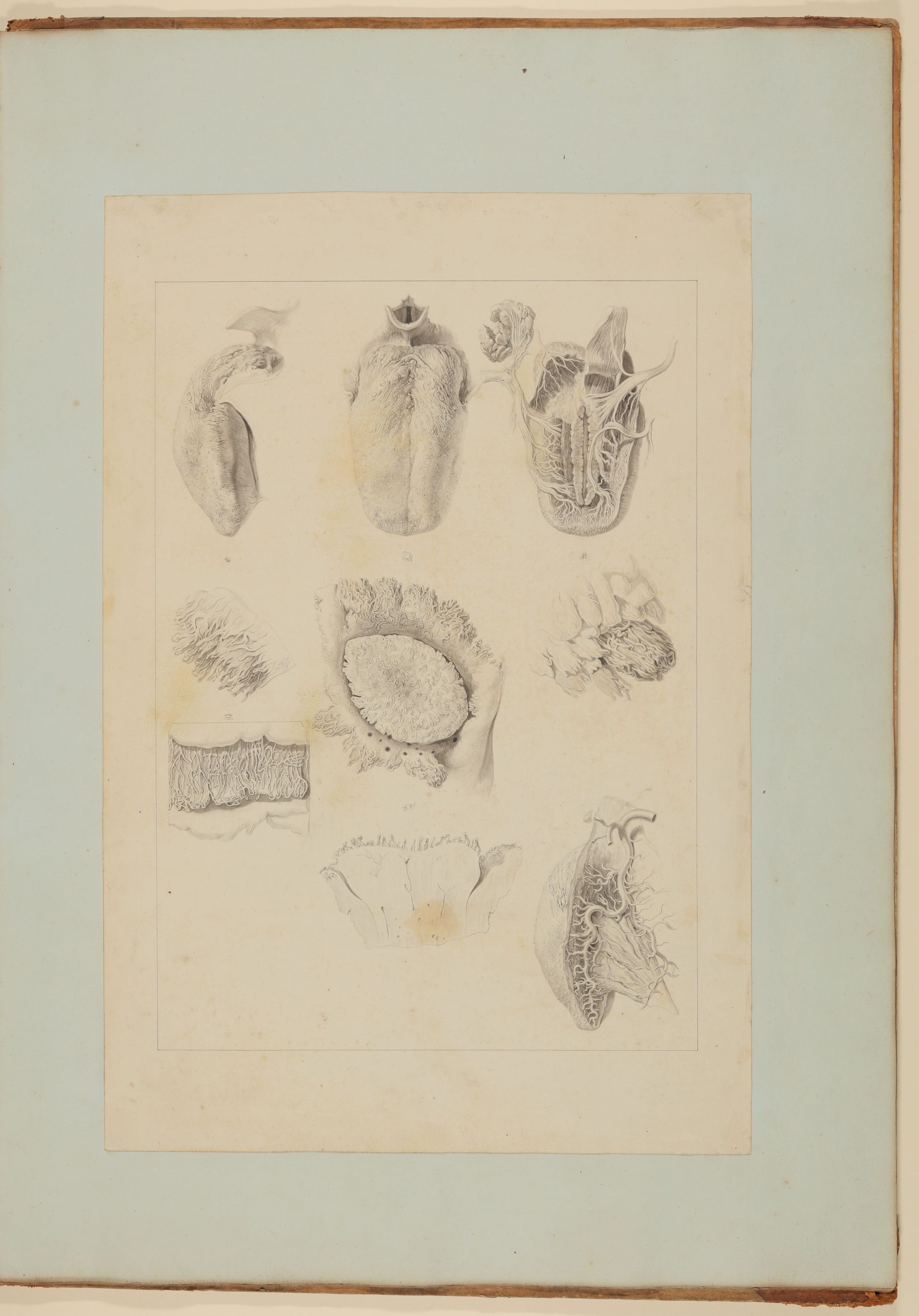 Christian Koeck, Die menschliche Zunge, ihre Nerven und "Schmeckwärzchen" [Vorzeichnung zu Samuel Thomas Soemmerring, Abbildungen der menschlichen Organe des Geschmackes und der Stimme, Frankfurt am Main 1806 ("schattierte" Darstellung)]