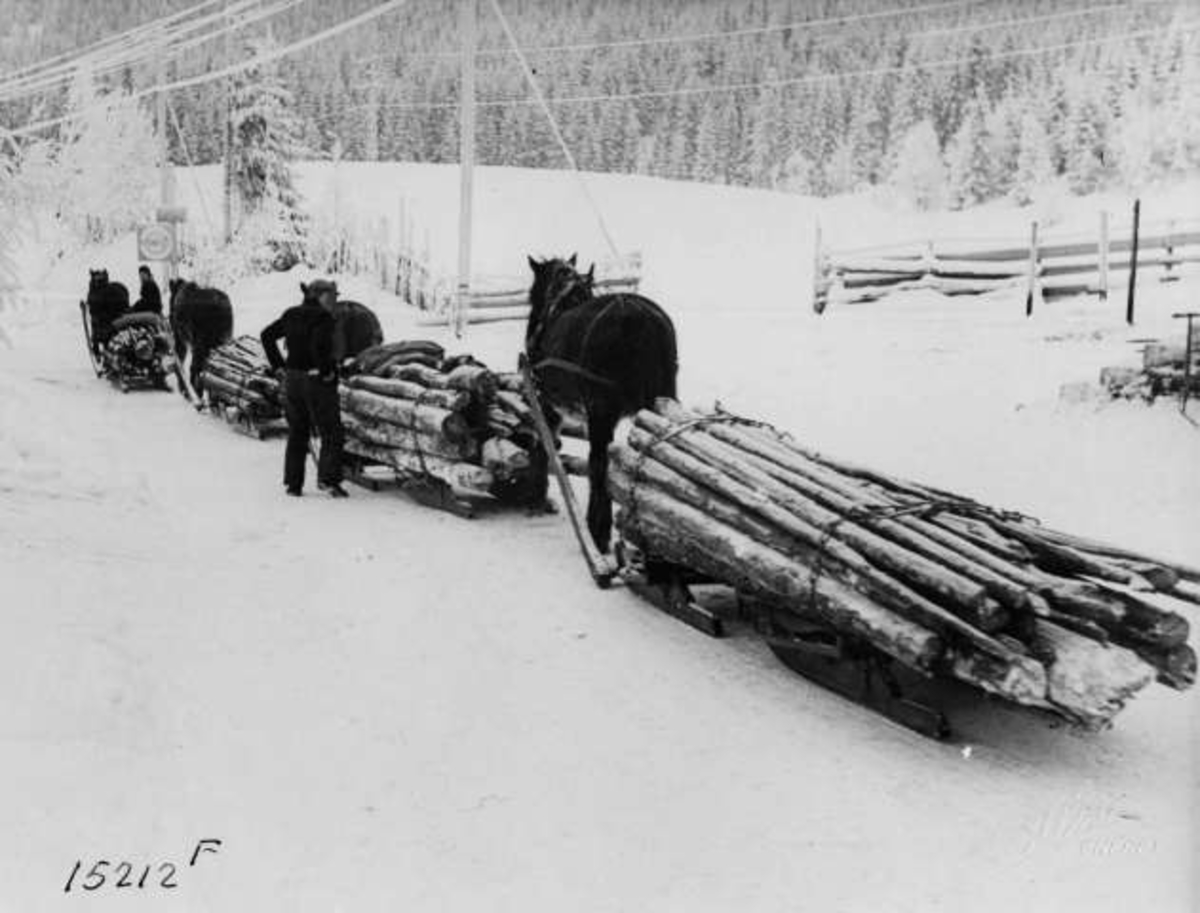 Anders Beer Wilse, Hest drar lass med tømmer i skogen.