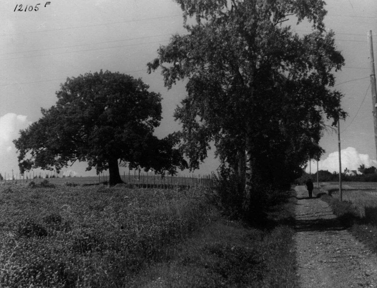 Anders Beer Wilse, Eikebakken