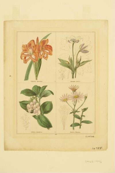 Unknown, Print