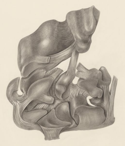 H.G Wetselaar, Muscular tissue