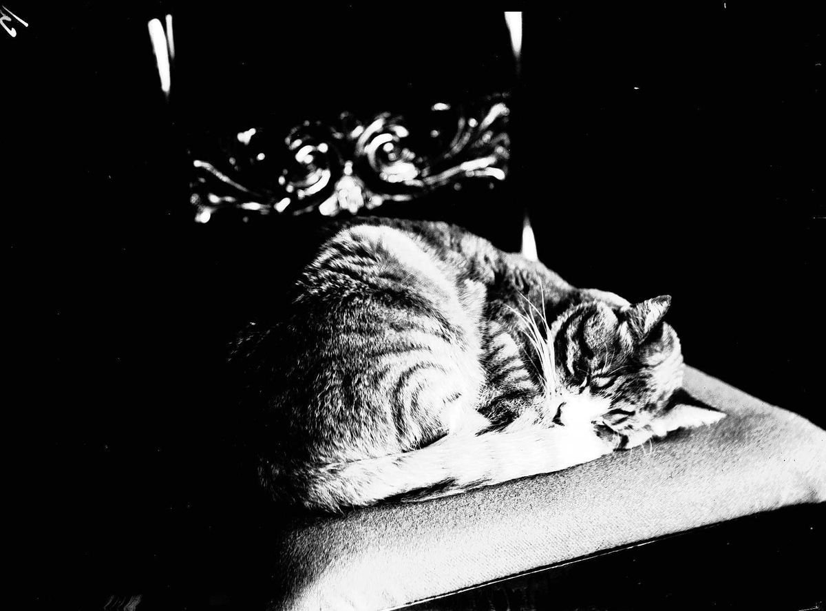Solveig Lund, Katt som sover i en stol.