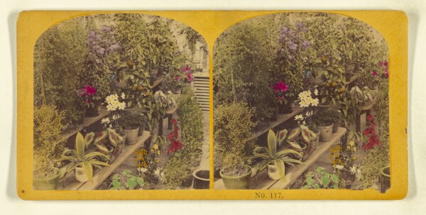 Benjamin West Kilburn, [Potted Plants]