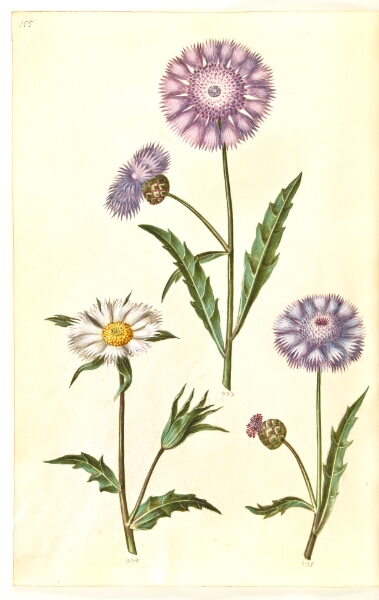 Hans Simon Holtzbecker, Amberboa moschata (duft-sultan)