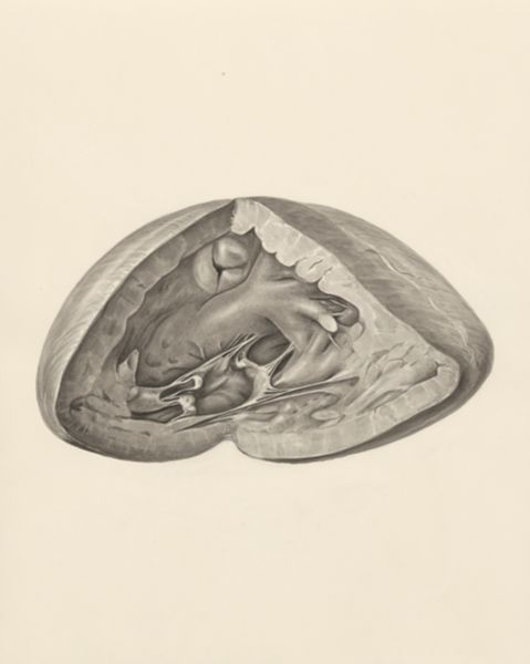 H.G Wetselaar, Heart