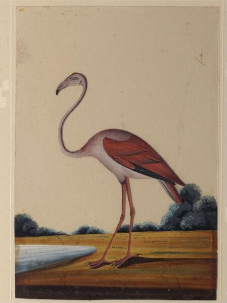 Unknown, A flamingo