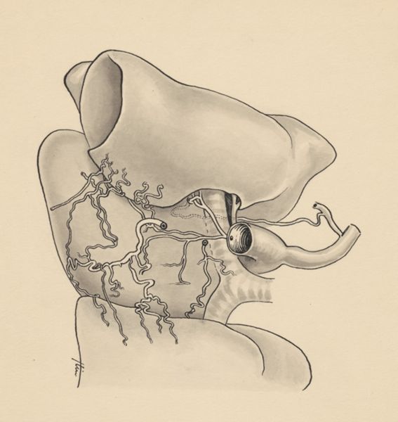 J Tinkelenberg, Part of the heart and circulatory system