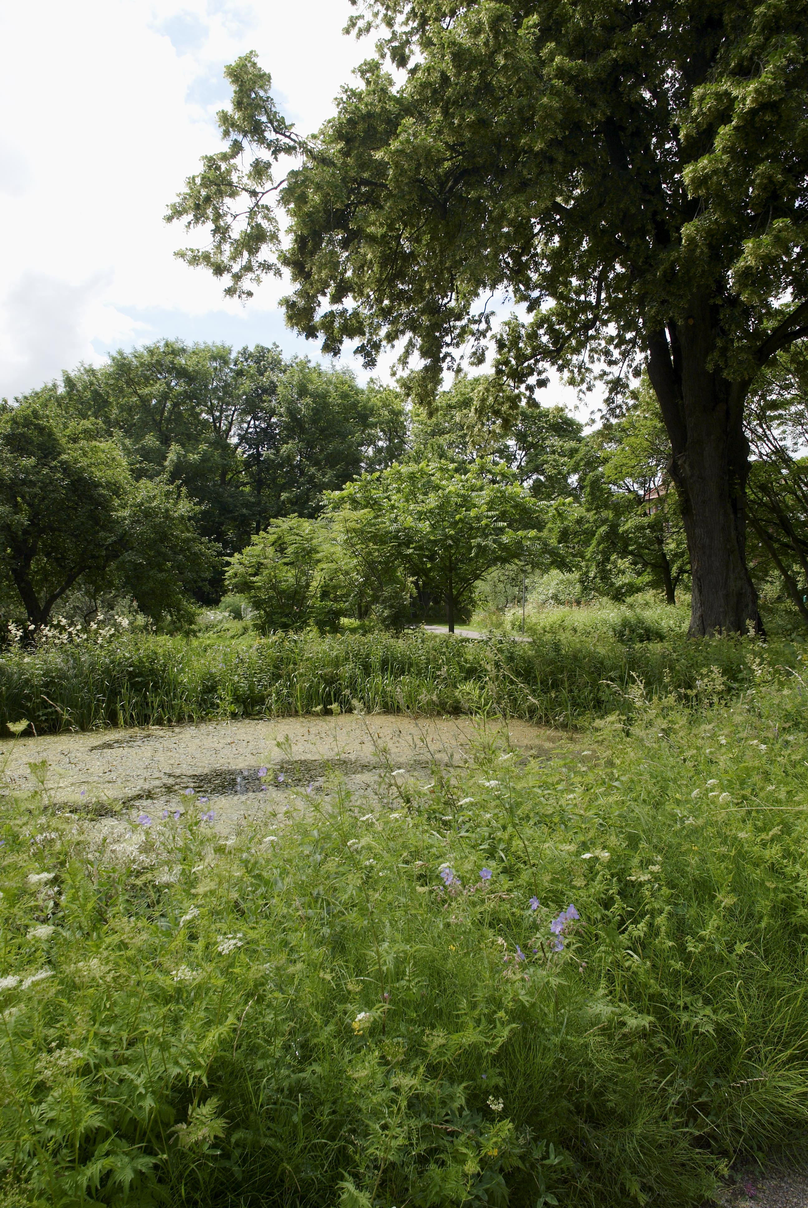 Bengt A Lundberg, Botaniska trädgården i Lund