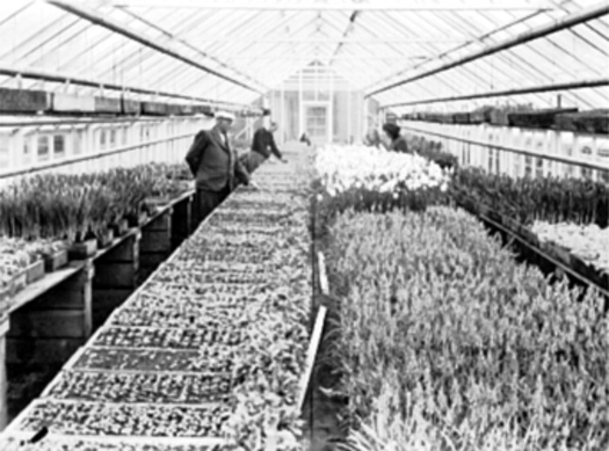 Anno Domkirkeodden, FUGLSETHS GARTNERI, INTERIØR DRIVHUS, VÅRBLOMSTER, GARTNERE.