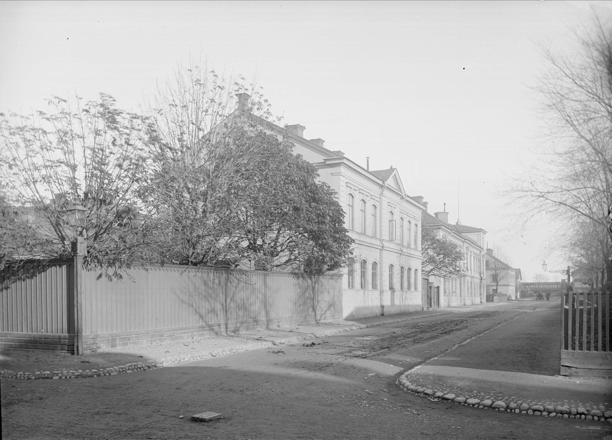 Alfred Dahlgren, Dragarbrunnsgatan - Cabbage Bound, Kungbed, Uppsala 1901 - 1902