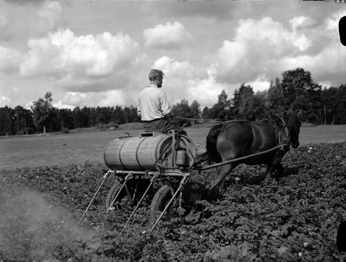 Paul Sandberg, "Potatisbladmöglet - en risk att se upp med", besprutning mot potatisbladmögel, Uppland 1942