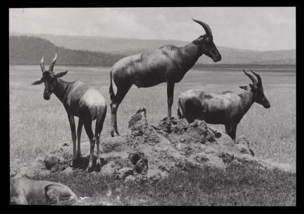 Hinde, John Wilfrid, Three Goats