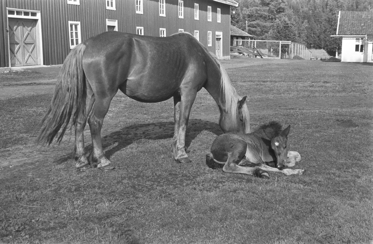 Anders Beer Wilse, Prot: Hest med föll