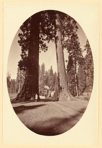 Carleton Watkins, [The Sentinels Calaveras grove near view]