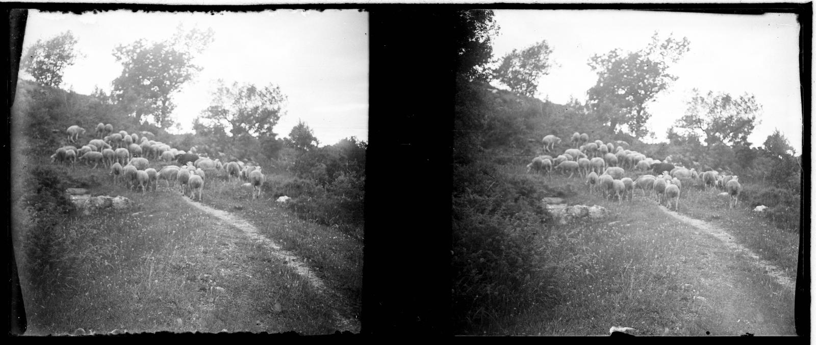 Desconegut, [Ramat de cabres a la Vall d'Ordesa]