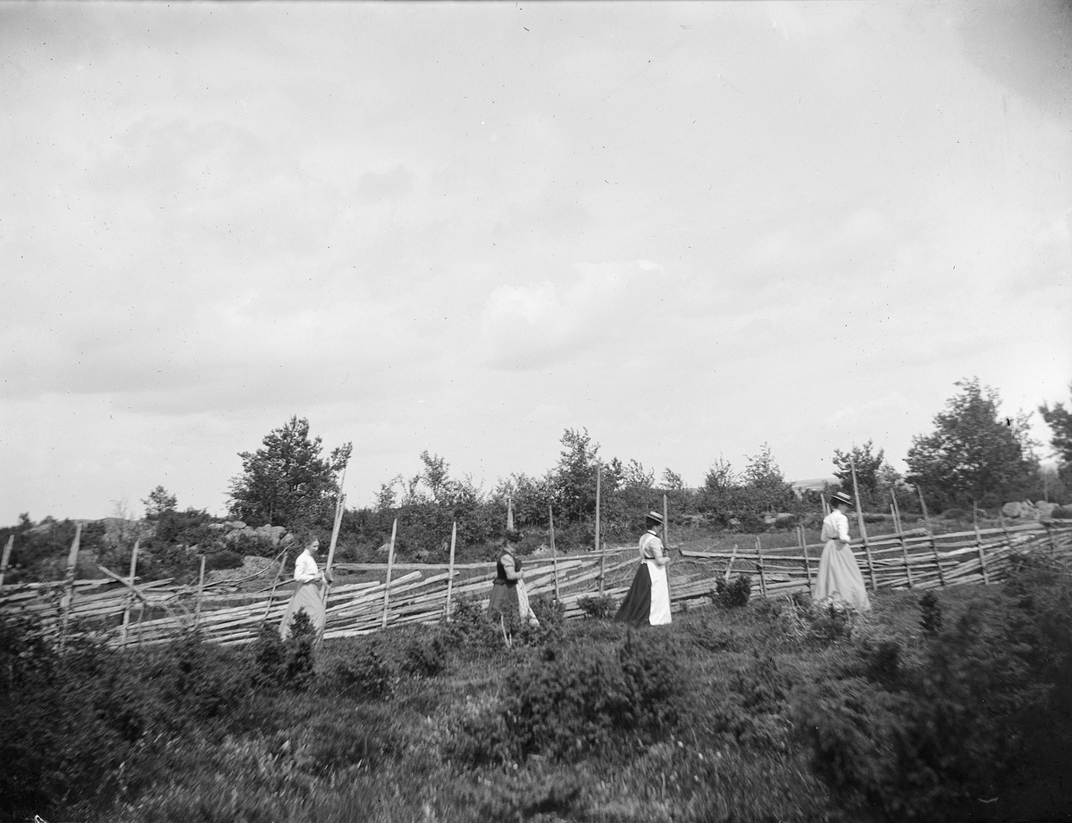 Carl Liljefors, Fanny Torssell, Carolina Widerbäck, Elin Liljefors och Ellen Torssell, Berthåga, Uppsala 1901