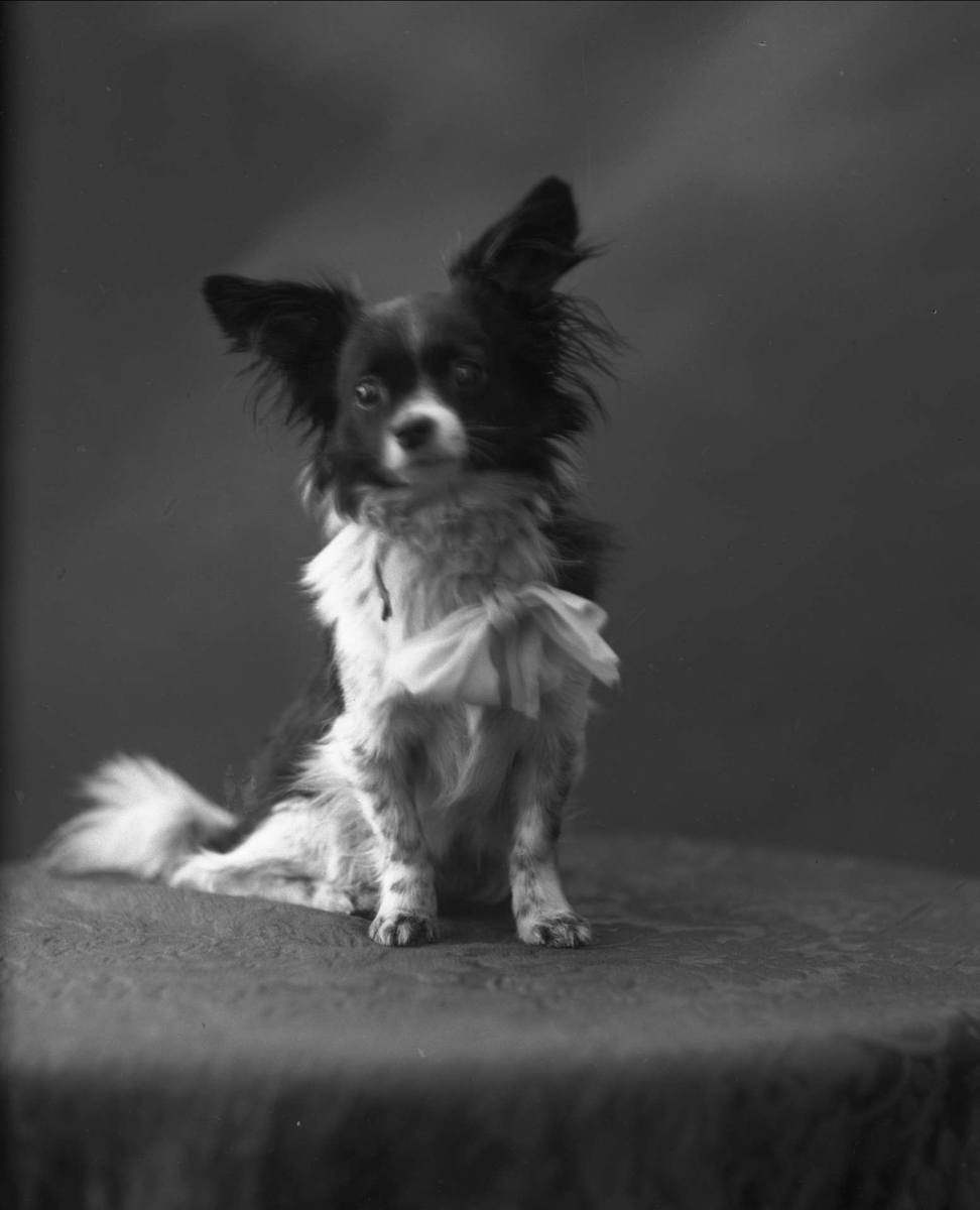Gustav Borgen, Portrett, sittende hund. Kunsthandler Ludvig Wangs hund.